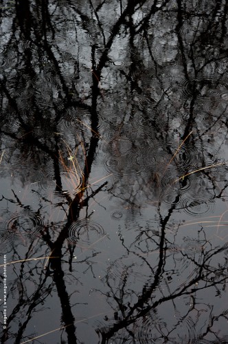 photo @ angelle-marre-pluie noir ombre arbre silouhette rond graphique vivant herbes monochrome orage cercle 