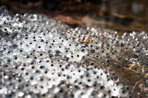 photo @ angelle-oeuf-grenouille multitude vie renaissance tetard yeux impressionnant graphique nombreux