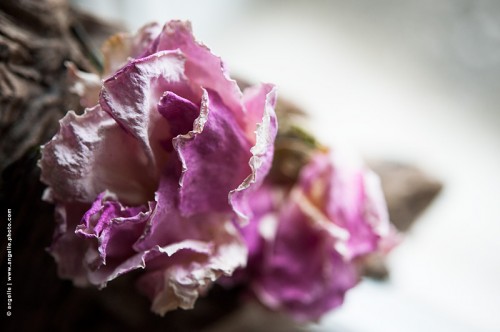 photo @ angelle-roses-sechees tristesse passe nostalgie froissees lumiere abstraction fleurs intemporel 