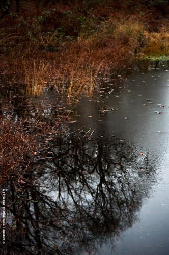 photo @ angelle-mare-reflet-arbre-glace trouve couleur hivers profondieur décors eau beauté