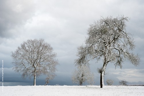photo @ angelle-arbres-neige-pre-nuages blanc lisiere graphique hiver paisible clarte zen monochrome