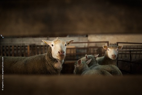 photo @ angelle-moutons bergerie regard curiosite enclos communication animal elevage paysan