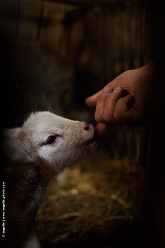 photo @ angelle-agneau-doigts bergerie tendresse douceur instant tetee bebe mouton grandir