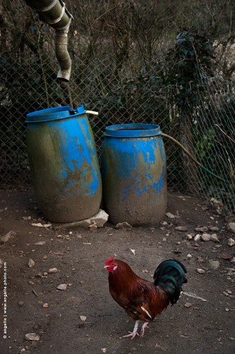 photo @ angelle -coq-bidons-bleus-poulailler-ferme- basse court- reserve eau terre