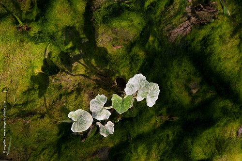 photo @ angelle -feuilles-blanche-lit de riviere-polution déchet beauté ombre printemps lumiere nature