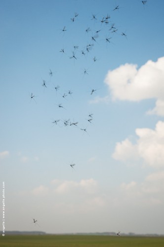 photo @ angelle-moucherons paysage insecte printemps nuage multitude décollage nuee regroupement gene petit