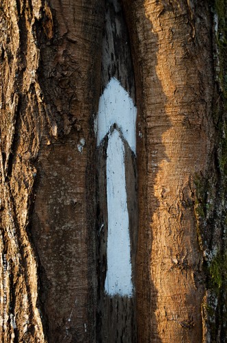 photo @ angelle-fleche-dans-tronc- incrustation peinture bonne direction chemin lumiere douceur plaisanterie secret étriqué bois foret