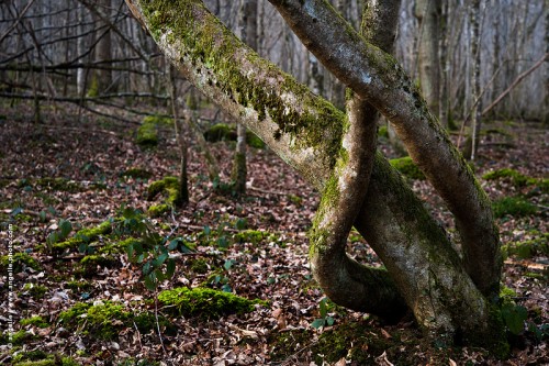 photo @ angelle-arbre-enlace douceur maternelle tendre foret mouvement tronc trois 
