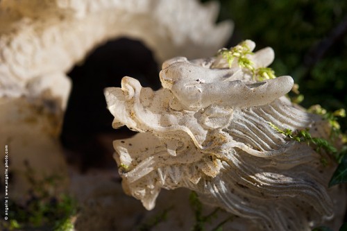 photo @ angelle dragon-moussenature clin d oeil force vitalite magie origine mysterieux cadeau