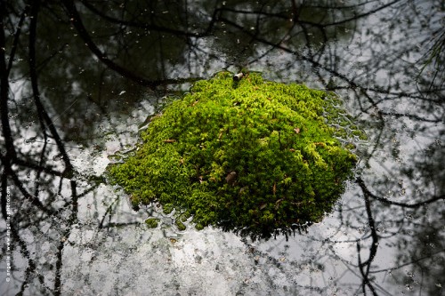 photo @ angelle-rond-mousse-mardelle-eau silhouette arbre lignes vert couleur  reflet 
