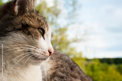 photo @ angelle-chatte-profil-portrait animal-mystere regard percant intensite pensee 