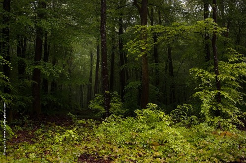 photo @ angelle-foret-verte-pluie-profusion-abondance-enfouir s'enfoncer-brillant nature mystere