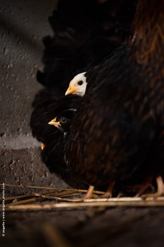 photo @ angelle -poussins cachés visibles jeunes ferme curiosité peur frilosite prudence poule