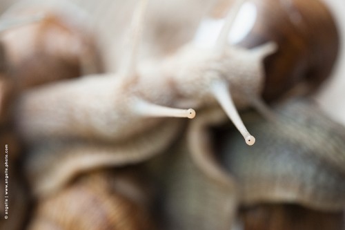 photo @ angelle -yeux-escargots-bizarre regard jeux enfance animaux plaisanterie beauté