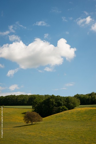 photo @ angelle-pre-nuage-bondieuse- vallon arbre foret nuage bleu printemps douceur paisible