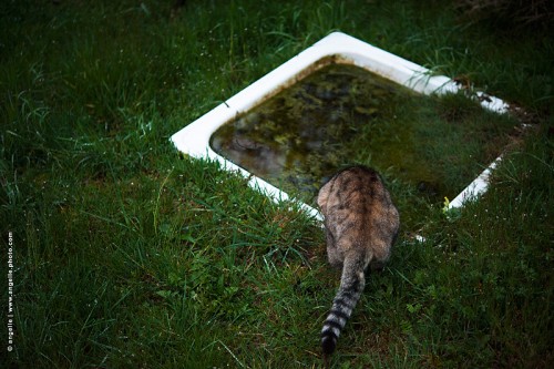 photo © angelle-chatte-douche-jardin boire sauvage insolite animal dos
