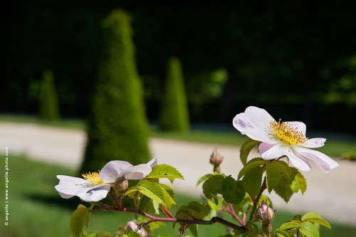 photo © angelle-aubepine-st-cloud-arbres parc aller jardin a la française poésie douceur rigueur