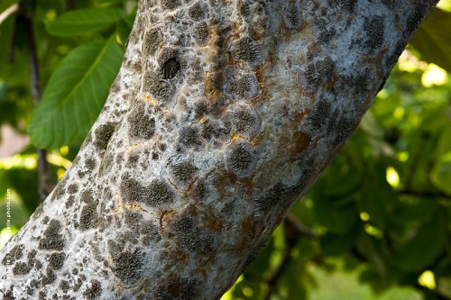 photo © angelle-arbre-or-frette magie étrange chimie animal végétal mysterieux