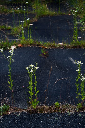 photo © angelle-fleur-ancien parking-betonnature force végétal fleurs poésie 