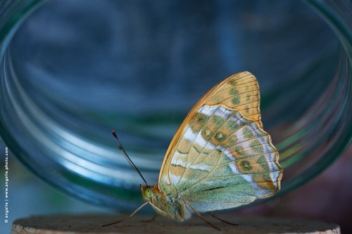 photo © angelle-papillon-bocal  lumierecouleur ephemere decouverte  beaute merveilleux nature leger peinture liberte emprisonner