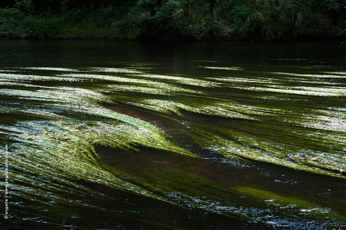 photo © angelle-riviere-algue courant vie vivacité vert été lumiere