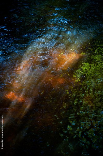 photo © angelle-riviere-coup-de-lumierecailloux ferreux reflet algue lumiere couleurs