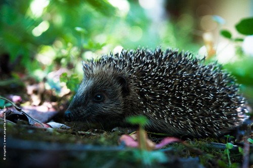 photo © angelle -herisson nature jardin jeune eteanimal rencontre