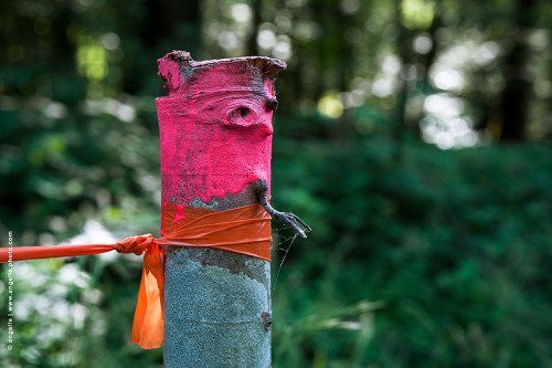 photo © angelle-poteau-rose foret lumiere bonhomme guetteur longtemps toile araignée travaux