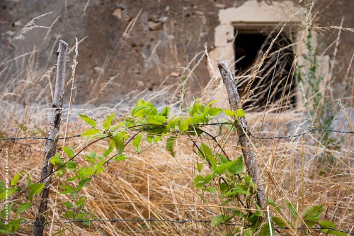 photo©angelle-feuilles vivaces-maison-abandonnee été ferme sauvage douceur