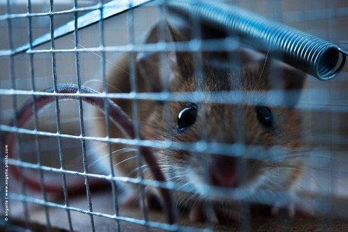 photo © angelle-souris-cage peur prison campagne animal regard piéger piège