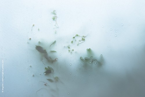 photo © angelle-bache-feuillage-pluie ombres dessin gouttes tissus elegance