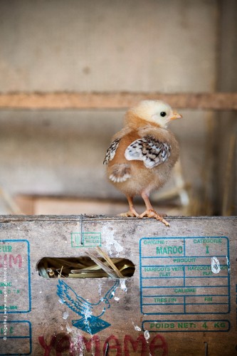 photo © angelle poussin-chouette naissance vie poulailler avenir mignon ferme