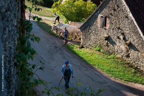 photo © angelle-changement-pre-vaches-paysan-eleveur vie de village nature ferme matin quotidien