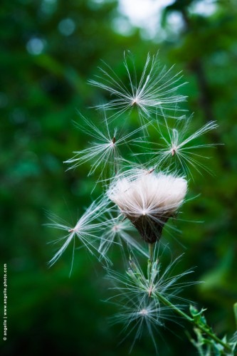 photo © angelle-chardon plumet fleur leger envol fragile equilibre vent