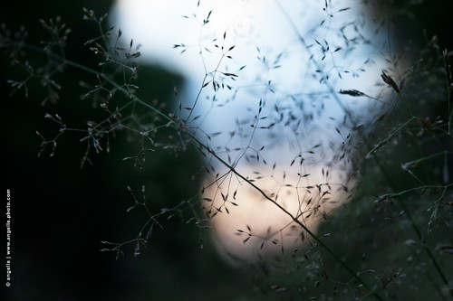 photo © angelle-herbe-soir léger douceur fragile graminées flou 