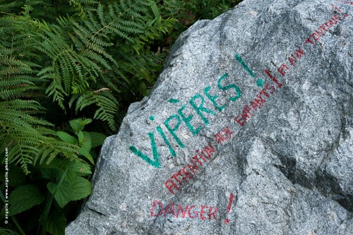 photo © angelle-rocher-vipere promenade mot sécurité alerte nature été