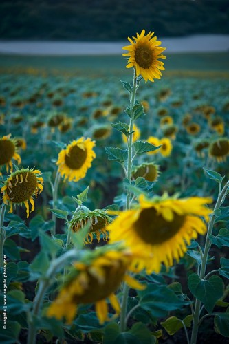 photo © angelle--seul-tournesol culture ferme champs soleil unique été soiree  guetteur