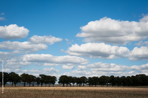 photo © angelle-allee-d'arbre-ciel-pommele nuage profondeur paysage ligne mouvement