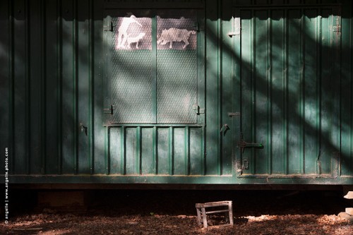photo © angelle-cabane-foret chasseur-pochoir sanglier chien lumiere refuge violence