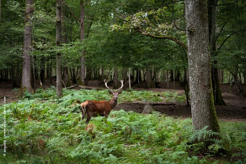 photo © angelle-cerf-foret bois surprise nature beauté fierté animal sauvage