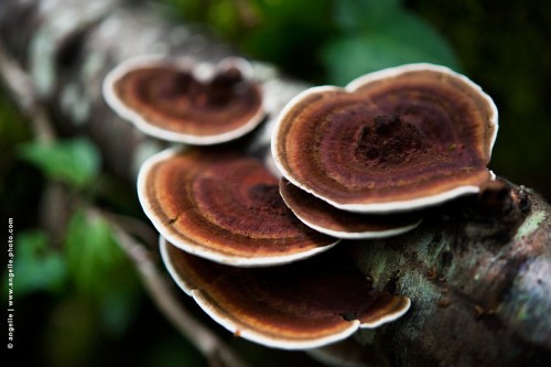 photo © angelle champignon d arbre-plat multiple couleur rond geometrique foret