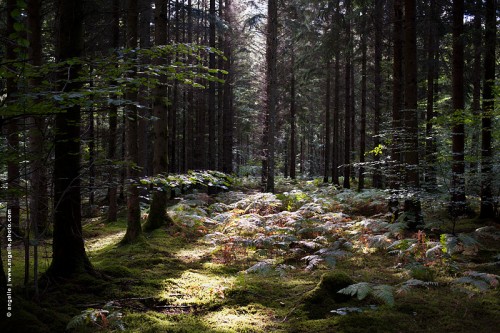 photo © angelle-foret-fougeres mousse lumiere magie feerie arbres espace se perdre 