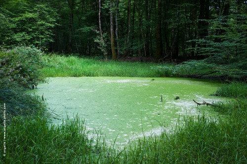 photo © angelle-etang-vert nature foret  lentille d'eau sauvage unicité couleur