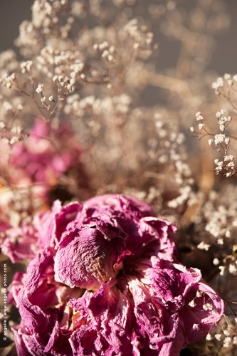 photo © angelle-rose-faner couleur lumiere vieux bouquet séché fripé matin 