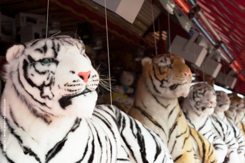 photo © angelle-tigres-fete-foraine peluche regard insolite animal félin enfance jeux 