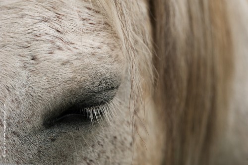 photo @ angelle cheval-blanc-yeux-ferme douceur paisible repos confiance crin cils