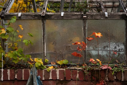 photo © angelle-detail-serre-feuilles-arbuste couleur transparence bois parc abandon beauté automne brique