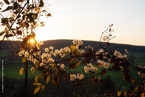 photo @ angelle-fleur-de-plume-soleil-couchant beauté crépuscule légèreté courbe lumiere campagne