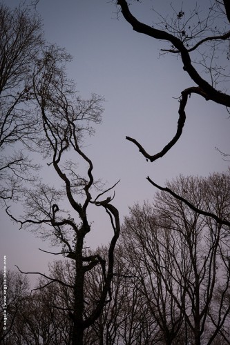 photo @ angelle-arbre-torture-hivers sinueux mort tristesse crépuscule foret