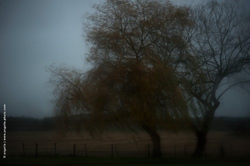 photo @ angelle-arbres-dans-vent fenêtre flou mouvement crépuscule automne